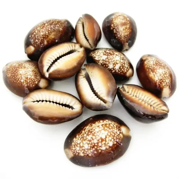 Astrobj_Brown_Cowrie_Shells_Set_Of_11