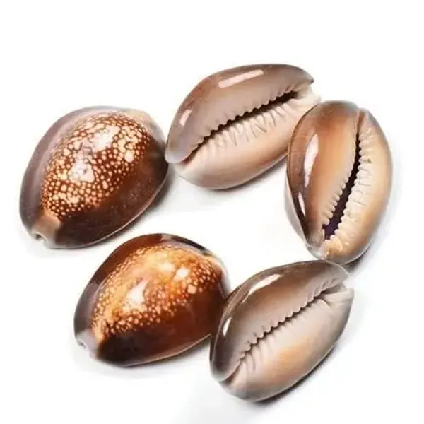 Astrobj_Brown_Cowrie_Shells_Set_Of_5_-_Pack_of_2