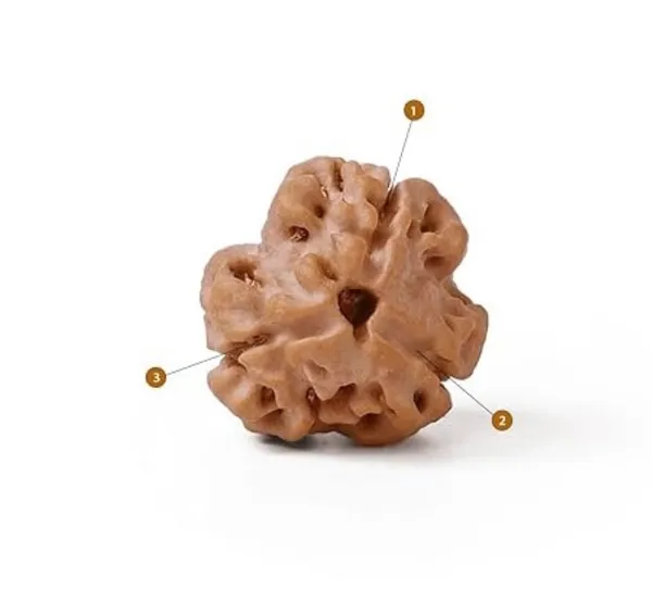 Astrobj_3_Mukhi_Nepali_Rudraksha_Lab_Certified
