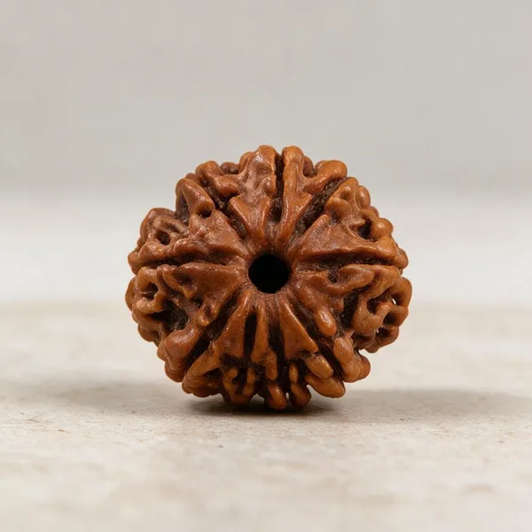 Nepali_Rudraksha_12_Mukhi_Spiritual_Bead