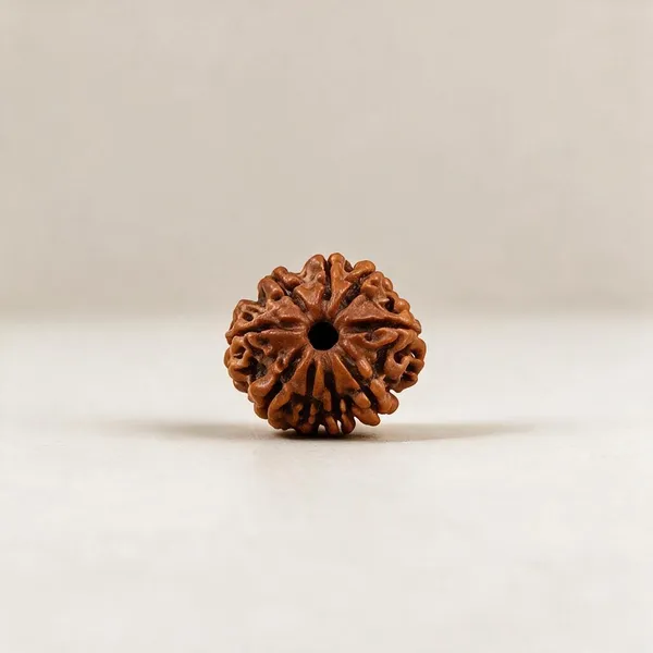 Nepali_Rudraksha_12_Mukhi_Spiritual_Bead