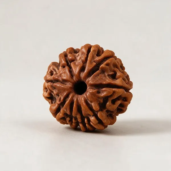 Nepali_Rudraksha_12_Mukhi_Spiritual_Bead