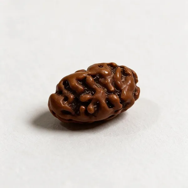2_Mukhi_Indonesian_Rudraksha_Spiritual_Bead