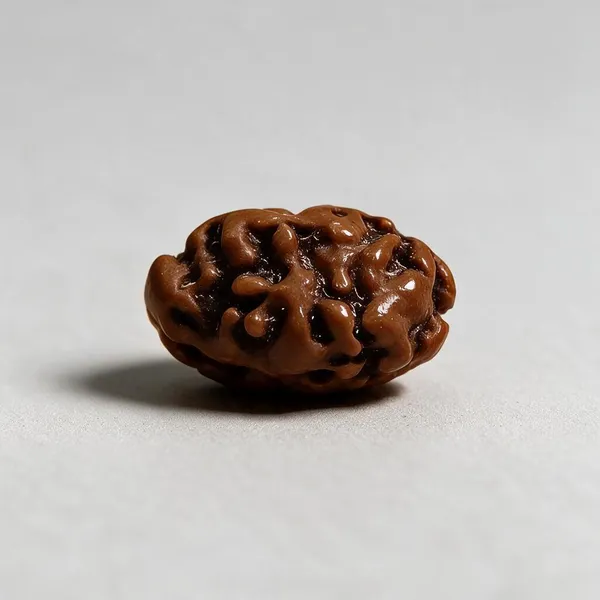 2_Mukhi_Indonesian_Rudraksha_Spiritual_Bead