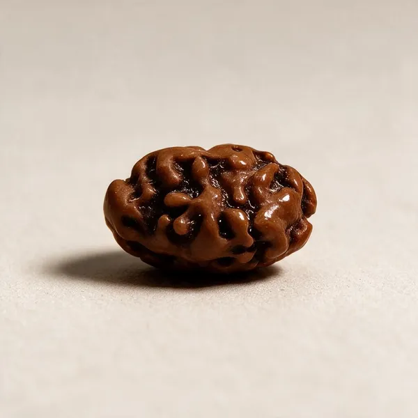 2_Mukhi_Indonesian_Rudraksha_Spiritual_Bead