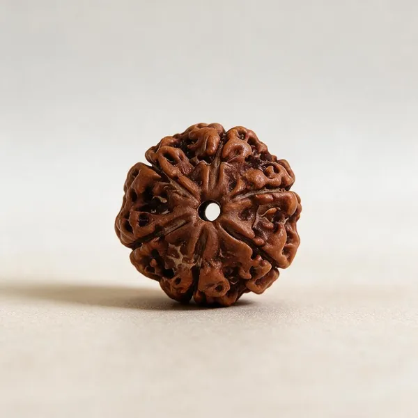 Nepali_7_Mukhi_Rudraksha_Spiritual_Bead