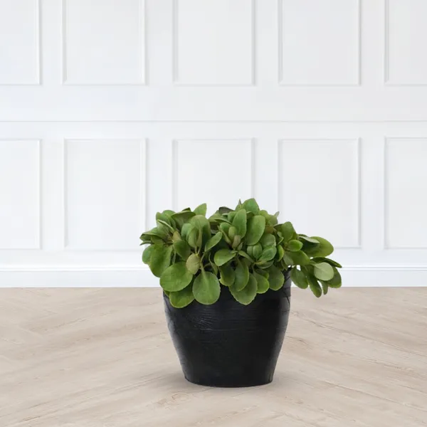 Classic_Planter_-_12_Inches