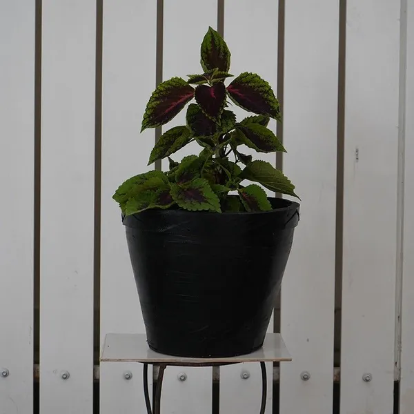 Classic_Planter_-_12_Inches