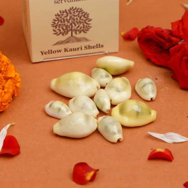 Natural_Yellow_Kauri_Shells_For_Puja_Pack_Of_22