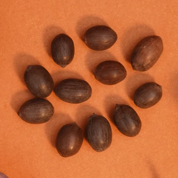 Lotus_Kamal_Gatta_Seeds_For_Lakshmi_Puja_Pack_Of_22