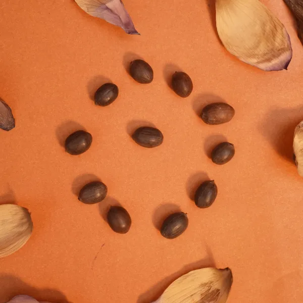 Lotus_Kamal_Gatta_Seeds_For_Lakshmi_Puja_Pack_Of_22