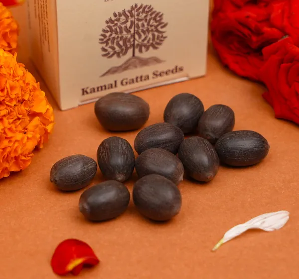 Lotus_Kamal_Gatta_Seeds_For_Lakshmi_Puja_Pack_Of_22