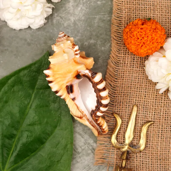 Conch_Shell_Ganesh_Shankh_4.5_Inch_Pack_Of_9