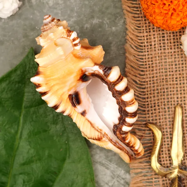 Conch_Shell_Ganesh_Shankh_4.5_Inch_Pack_Of_9