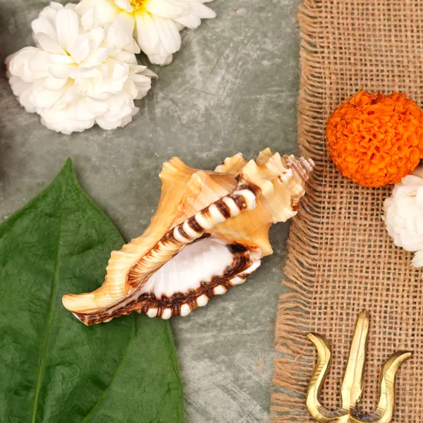 Conch_Shell_Ganesh_Shankh_4.5_Inch_Pack_Of_9
