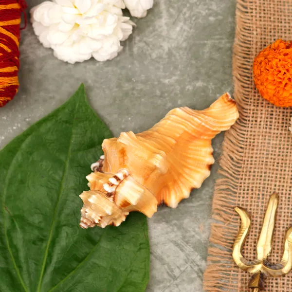 Conch_Shell_Ganesh_Shankh_4.5_Inch_Pack_Of_9