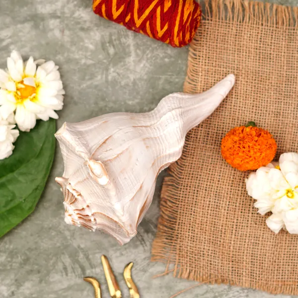 Dakshinavarti_Shankh_Conch_Shell