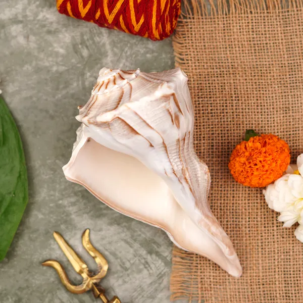 Dakshinavarti_Shankh_Conch_Shell