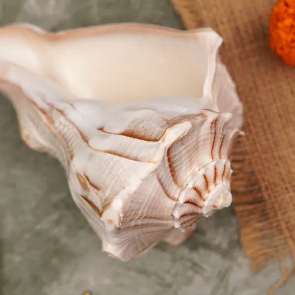 Dakshinavarti_Shankh_Conch_Shell