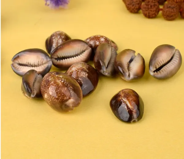 Brown_Cowrie_Shell_Kodi_For_Puja_&_Vastu_Rituals