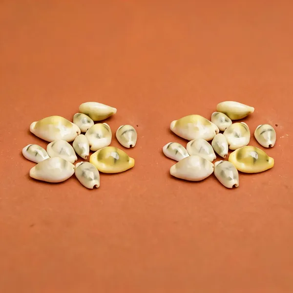 Natural_Yellow_Kauri_Shells_For_Puja_Pack_Of_22