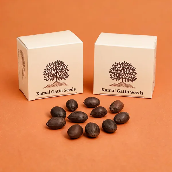 Lotus_Kamal_Gatta_Seeds_For_Lakshmi_Puja_Pack_Of_22