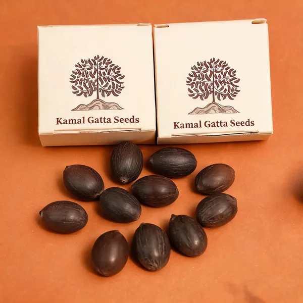 Lotus_Kamal_Gatta_Seeds_For_Lakshmi_Puja_Pack_Of_22