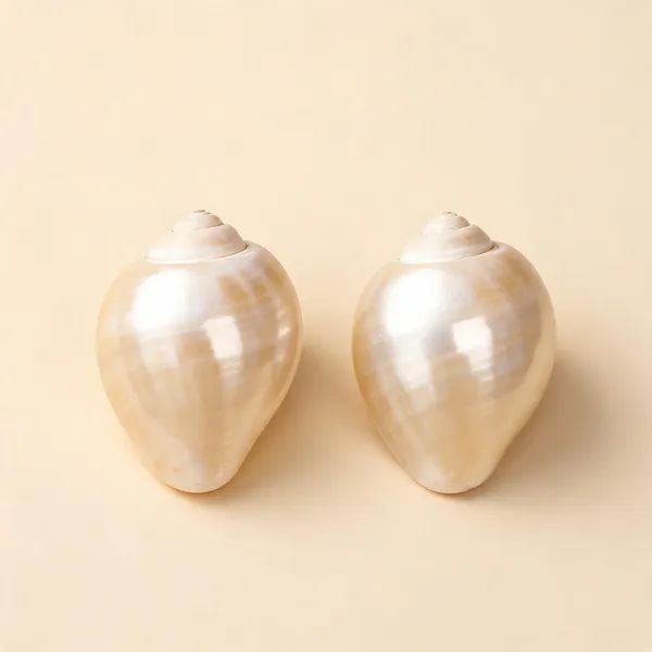 Natural_Kauri_Shells_For_Puja_Lakshmi_Rituals_-_Pack_Of_2