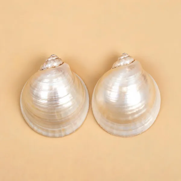 Natural_Kauri_Shells_For_Puja_Lakshmi_Rituals_-_Pack_Of_2