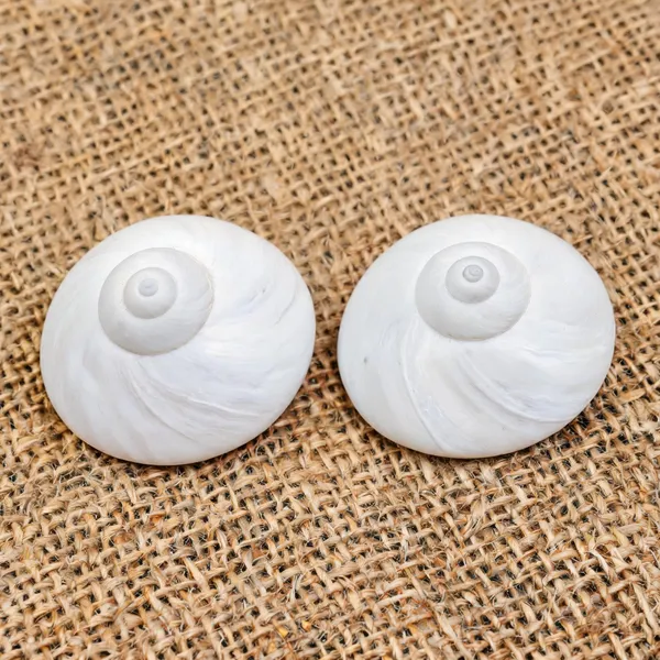 Natural_Gomti_Chakra_Wealth_Prosperity_Charm_-_Pack_Of_2