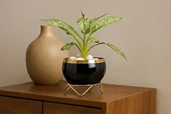 Premium_Indoor_Planter_Pot_With_Gold_Metal_Stand_5_5_Inch_Glossy_Finish_For_Succulents_And_Small_Houseplants_Office_Desk_And_Home_Decor_Jet_Black_Pack_Of_1
