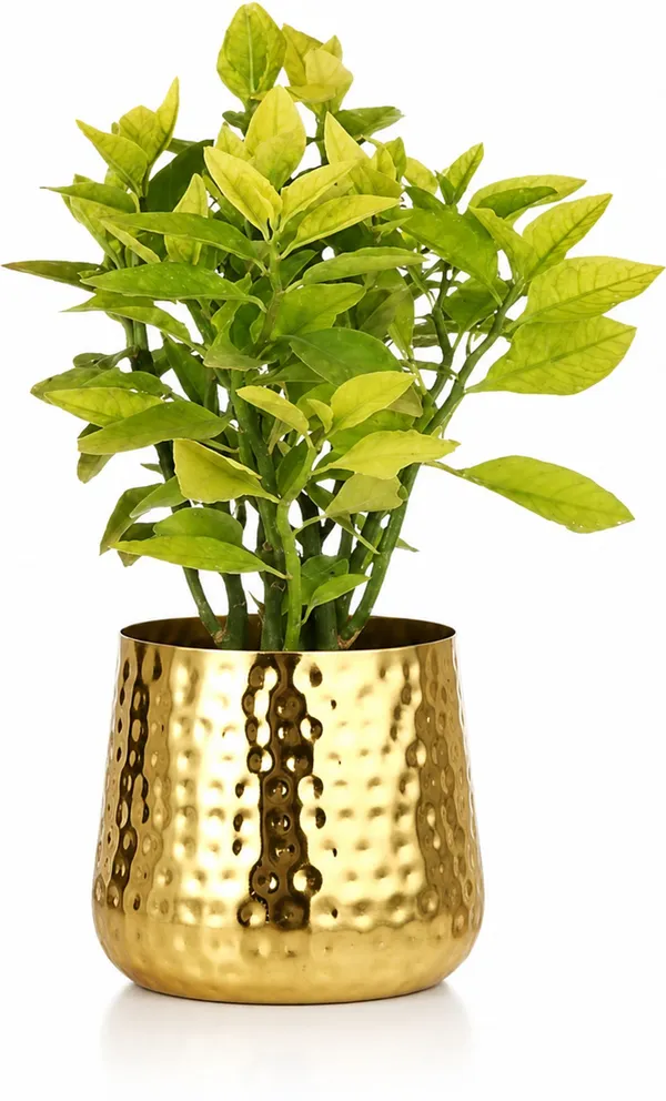 Metal_Contemporary_Hammered_Gold_Decorative_Plant_Pot