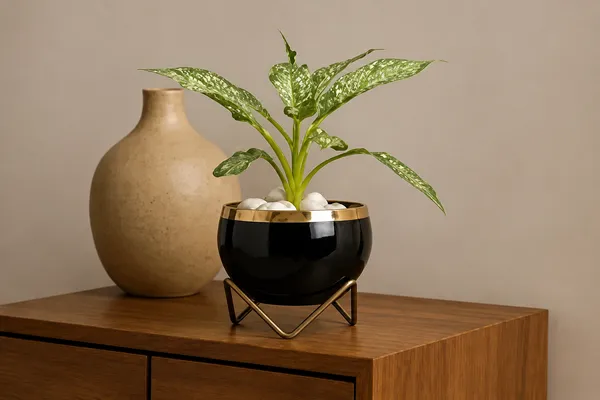 Iron_Modern_Glossy_Jet_Black_Planter_Pot_With_Gold_Metal_Stand