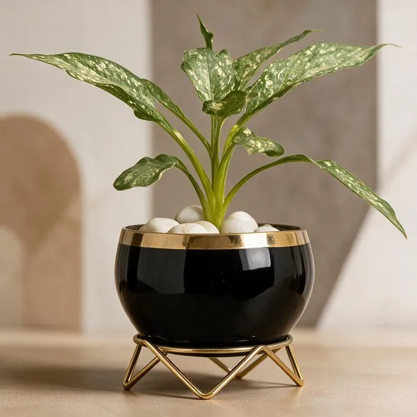 Iron_Modern_Glossy_Jet_Black_Planter_Pot_With_Gold_Metal_Stand
