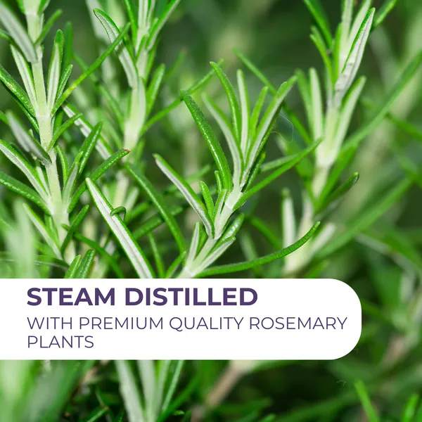 Pure_Rosemary_Essential_Oil_15ml_Default_Title
