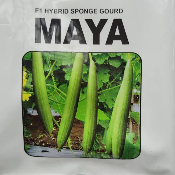 Maya_F1_Hybrid_Sponge_Gourd_Seeds