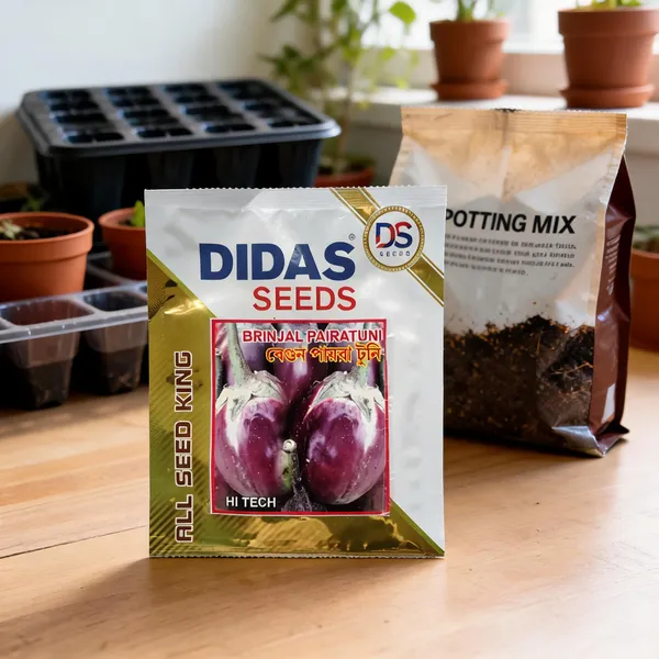 Didas_Pairatuni_Brinjal_Vegetable_Seeds_For_Home_Gardening