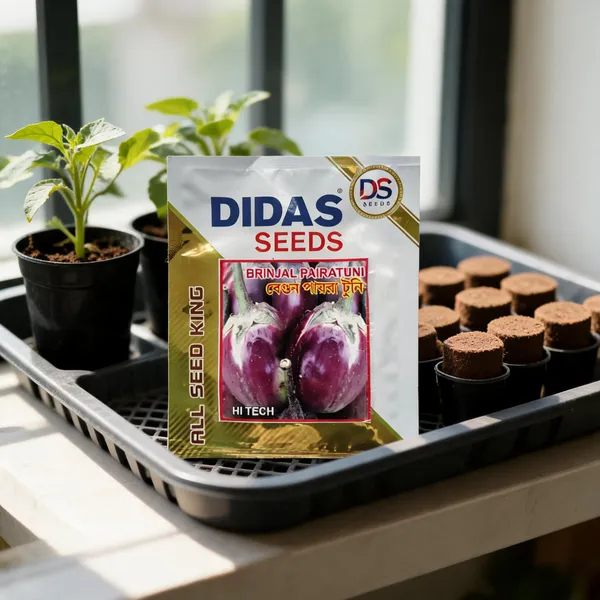 Didas_Pairatuni_Brinjal_Vegetable_Seeds_For_Home_Gardening