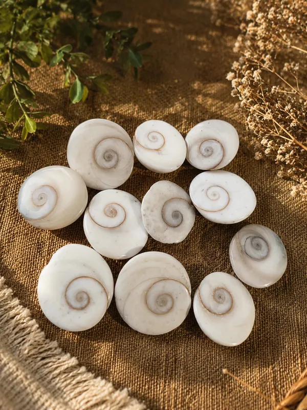 Gomti_Chakra_Sacred_Shell_Collection