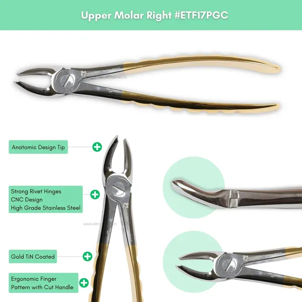 Extraction_Tooth_Forceps_Kit_–_Premium_Quality_Finger_Pattern_with_Cut_Handle,_Gold_TiN_Coated_(Set_of_12_Pcs)_#ETFK12PGC