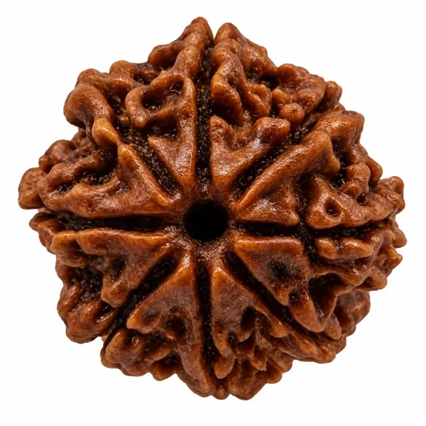 8_Mukhi_Rudraksha_–_Obstacles,_Wisdom_&_New_Beginnings_Bead
