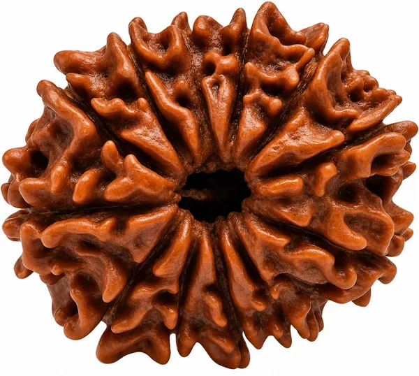 12_Mukhi_Rudraksha_â€“_Spiritual_Strength,_Confidence_&_Protection