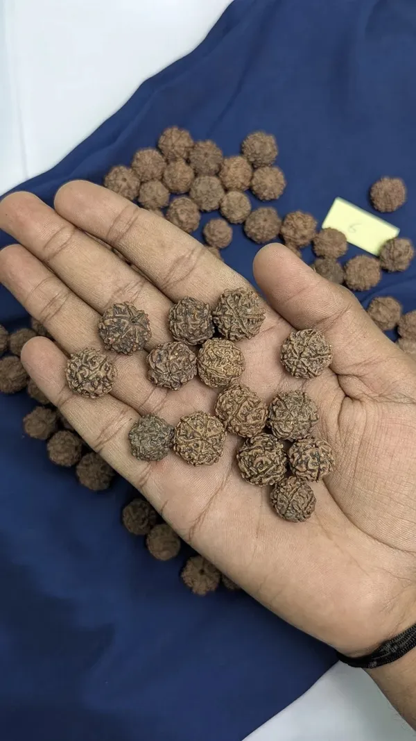 Brown_Rudraksha_Spiritual_Beads