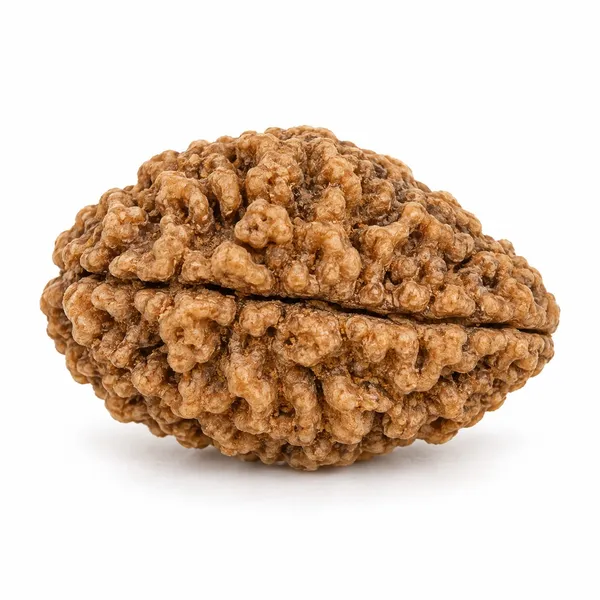 2_Mukhi_Rudraksha_â€“_Harmony_&_Relationship_Bead