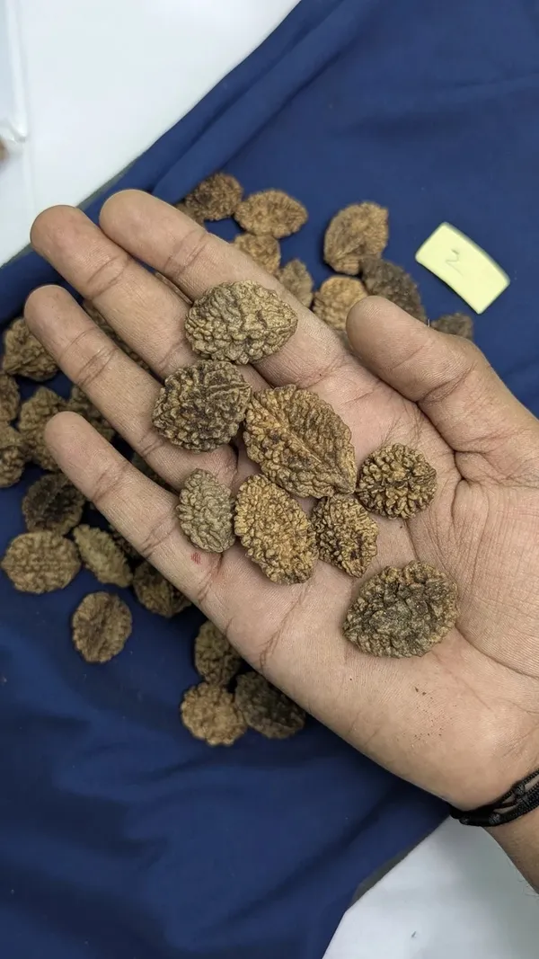 Natural_2_Mukhi_Rudraksha_Bead_For_Spiritual_Use