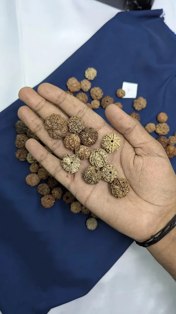 Natural_7_Mukhi_Rudraksha_Bead_For_Spiritual_Use
