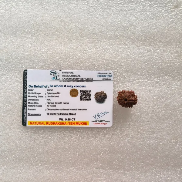 Natural_Nepal_10_Mukhi_Rudraksha_Bead_For_Spiritual_Use
