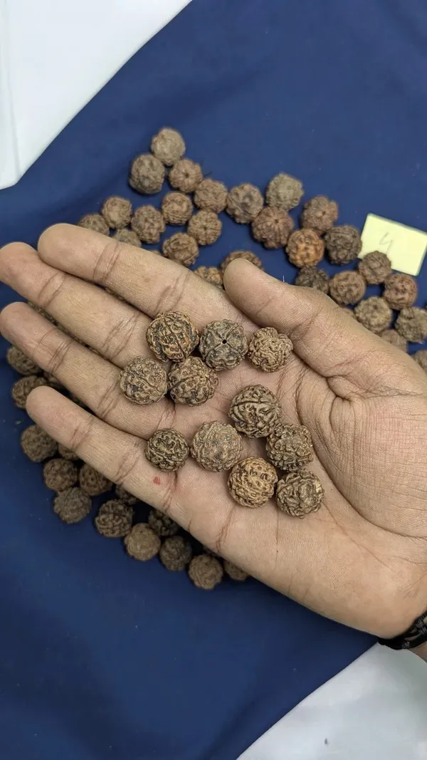 Rudraksha_Beads_For_Pooja_And_Spiritual_Use