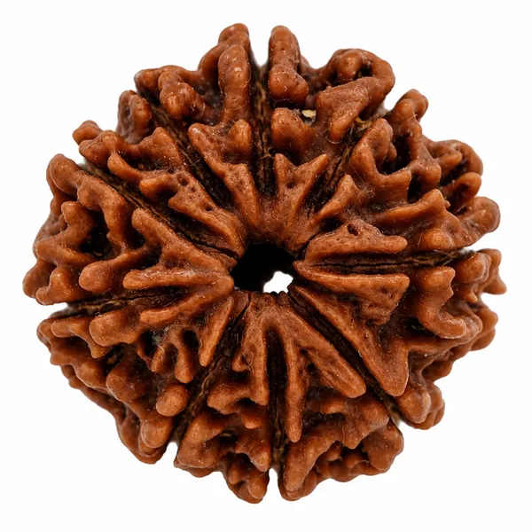 9_Mukhi_Rudraksha_â€“_Shiva-Shakti_Protection_&_Inner_Strength_Bead