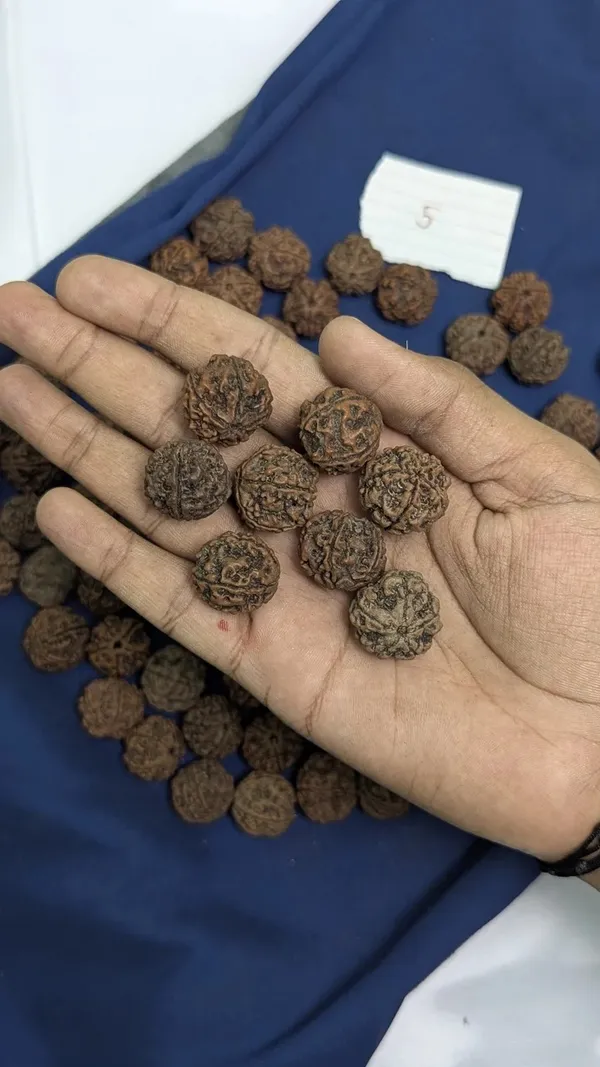 Rudraksha_Spiritual_Beads
